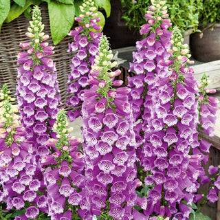 Digitale - Pourpre - Tiges majestueuses à la teinte exceptionnelle - Digitalis purpurea