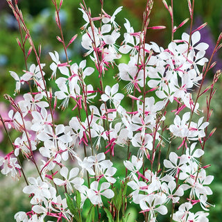 Gaura de Lindheimer - Plante au charme aérien - Gaura lindheimeri - Graines Premium