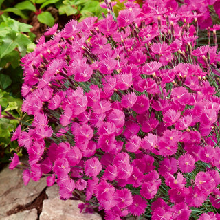 Oeillet de Pentecôte - Plante xérophyte et résistante - Dianthus gratianopolitanus