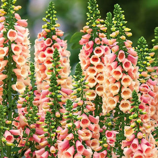 Digitale - Apricot Beauty - Élégance abricot subtile et élancée - Digitalis purpurea