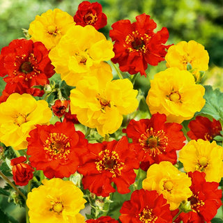 Benoîte de Chiloé - Mélange - Plante vivace luxuriante pour tous les massifs - Geum chiloense - Graines Premium