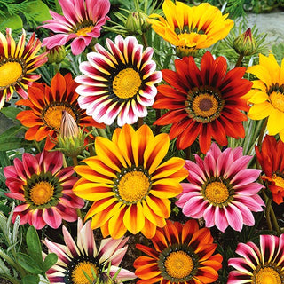Gazania - Mélange - S’ouvrent en plein soleil - Gazania splendens