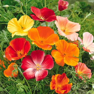 Eschscholzia de Californie - Mélange - Fleurs colorées, soyeuses et délicates - Eschscholzia californica