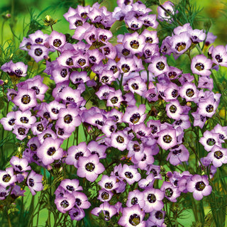 Gilia tricolor - Bird’s eyes - Charme tricolore, Regard floral - Gilia tricolor - Graines Premium