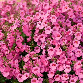 Diascia Pink Queen - Décoration aérienne pour balcon - Diascia barberae - Graines Premium