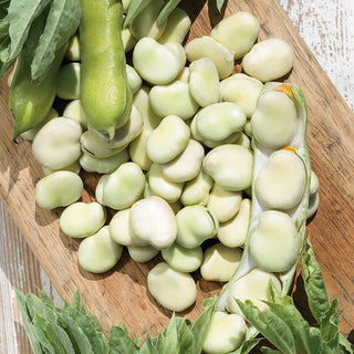 Fève Bolero - Précoce et très productive - 500 g