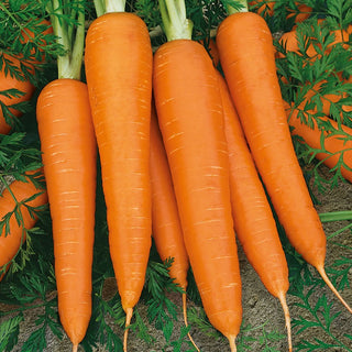 Carrot Flakkese 2 Flacoro - Exceptionally Productive, Excellent for Preserves - Premium Seeds