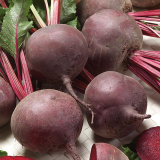 Beetroot Bona - Very High Yield, Abundant Harvests Guaranteed - Premium Seeds