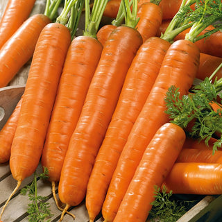Carrot Darina - Ideal for Slaws and Juices, Excellent for Storage - Premium Seeds