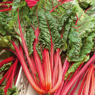 BIO Poirée Rhubarb Chard - Feuilles colorées riches en vitamines - Graines Premium