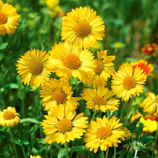 Gaillarde Vivace - Aurea Pura - Résistante au soleil et à la sécheresse - Gaillardia aristata - Graines Premium