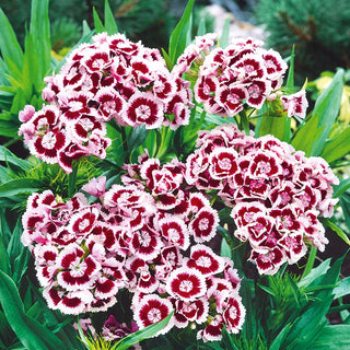 Oeillet de Poète - Holborn Glory - Variété originale bicolore - Dianthus barbatus