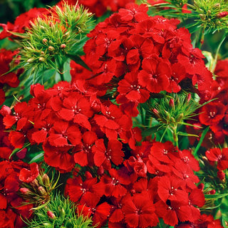 Oeillet de Poète - Scarlet Beauty - Couleur éclatante - Décoration saisissante - Dianthus barbatus