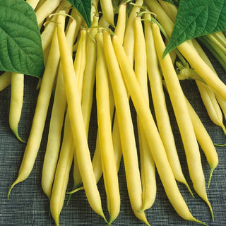Haricot nain - Maxidor - Jaune, sans fil, exceptionnellement délicieux - Grand sachet - 500 g