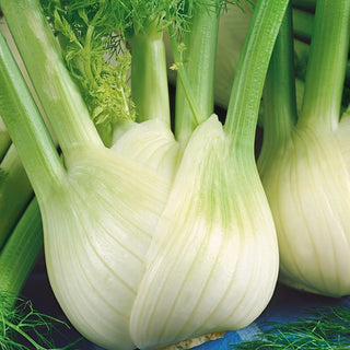 Fennel Romanesco - Gigantic Meaty Tubers, Excellent for Frying and Cooking - Foeniculum vulgare - Premium Seeds
