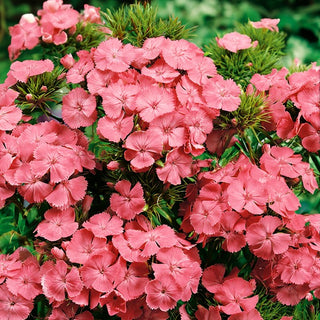 Oeillet de Poète - Newport Pink - Accent rose saumoné pour le jardin - Dianthus barbatus