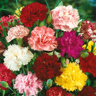 Oeillet des fleuristes - Chabaud Mélange - Charme traditionnel du jardin - Dianthus caryophyllus