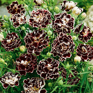 Oeillet de Chine - Black & White - Oeillet de Chine élégant bicolore - Dianthus chinensis var heddewigii