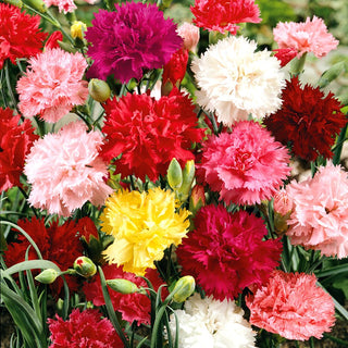 Oeillet des fleuristes - Grenadin Mélange - Mélange aux tons intenses - Dianthus caryophyllus