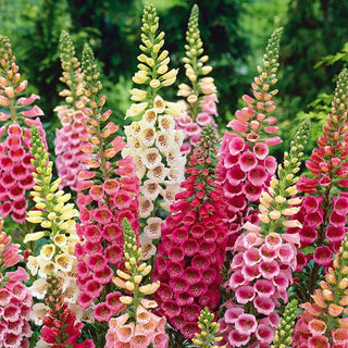 Digitale - Excelsior Mélange - Fleurs campanulées charmantes, bisannuelle - Digitalis purpurea