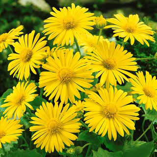 Doronic du Caucase - Medaillon d’Or - Grandes fleurs jaune doré au début du printemps - Doronicum orientale