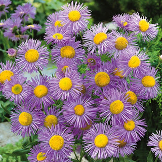 Vergerette à Grandes Fleurs - Bleu - Fleurit à la fin de l’été et en automne - Erigeron speciosus