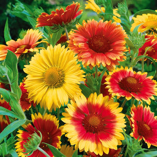 Gaillarde Vivace - Mélange - Tapis coloré pour massifs ensoleillés - Gaillardia aristata - Graines Premium