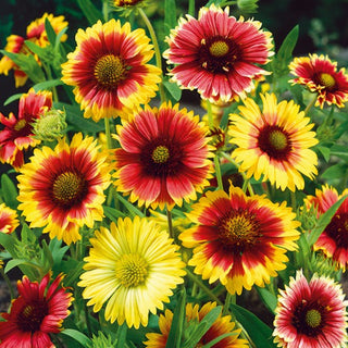 Gaillarde Jolie - Simple Mélange - Tons chauds floraison durable - Gaillardia pulchella - Graines Premium