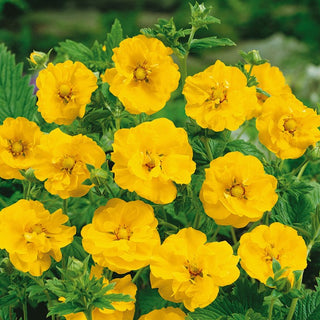 Benoîte de Chiloé - Lady Stratheden - Kuklik élégant pour le jardin - Geum chiloense - Graines Premium