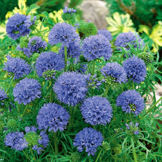 Gilia leptantha - Grandes fleurs aux couleurs délicates - Gilia leptantha - Graines Premium
