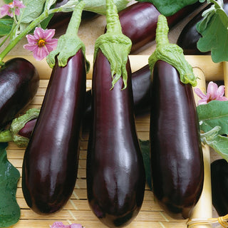 Aubergine Violetta Lunga 3 - Intensely Purple, Tasty and Low in Calories - Premium Seeds