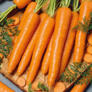 Carrot Sukces - Sweet and Crunchy, Rich in Beta-Carotene - Premium Seeds