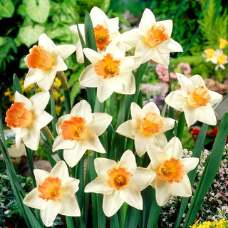 Narcisse - Accent - Narcissus - Accent décoratif saisissant - 5 bulbes