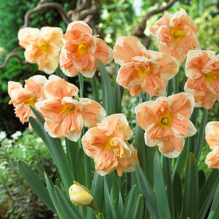 Narcisse - Apricot Whirl - Narcissus - Couleur originale au jardin - 5 bulbes