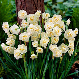 Narcisse - Bridal Crown - Narcissus - Printemps aromatique dans votre jardin - 5 bulbes