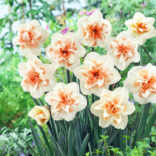Narcisse double - Delnashaugh - Narcissus - Fleurs doubles crème orange - 5 bulbes