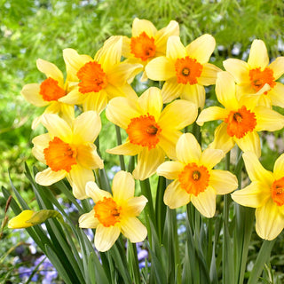 Narcisse - Fortissimo - Narcissus - Spectacle printanier dans chaque massif - 5 bulbes