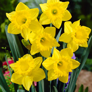 Narcisse - Golden Harvest - Narcissus - jaune vif pour massifs de printemps - 5 bulbes