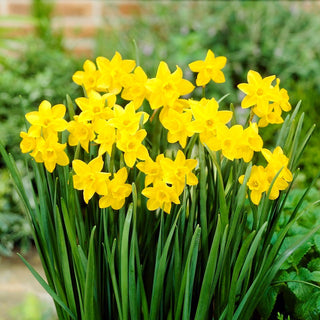 Narcissus jonquilla - Sweetness - Intensément parfumé et résistant - 5 bulbes
