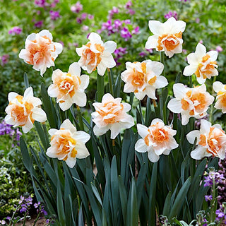 Narcisse - Replete - Narcissus - Accent printanier plein de fraîcheur - 5 bulbes