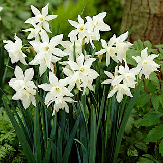 Narcisse - Thalia - Narcissus - Fleurs blanches harmonieuses et élégantes - 5 bulbes