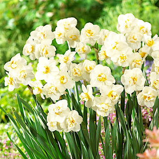 Narcisse - Cheerfulness - Narcissus - Parfum subtil de fraîcheur printanière - 5 bulbes