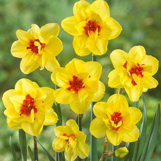 Narcisse double - Ascot - Narcissus - Forme de touffes compactes et élégantes - 5 bulbes