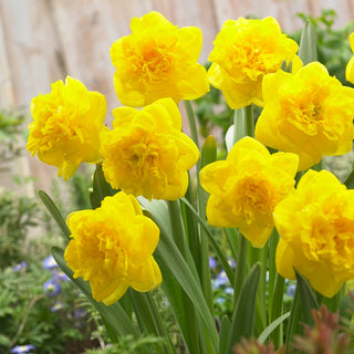Narcisse double - Eastertide - Narcissus - Idéal pour les décorations printanières - 5 bulbes