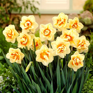 Narcisse double - Flower Parade - Narcissus - Féerie éclatante jaune et orange - 5 bulbes