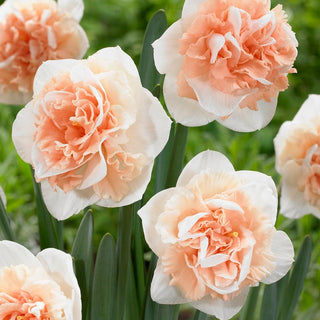 Narcisse double - Flower Surprise - Narcissus - Accent saisissant dans chaque jardin - 5 bulbes