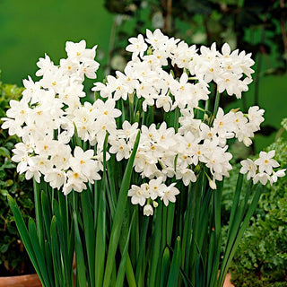 Narcisse - Paperwhites Ziva - Narcissus - Fleurs blanc pur au jardin - 5 bulbes