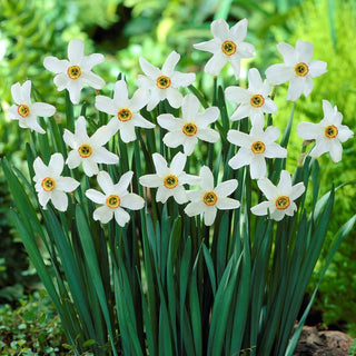 Narcisse - Recurvus - Narcissus - Parfum délicat qui séduit - 5 bulbes