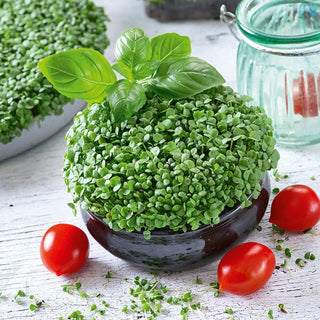Basilic - Graines à germer - Aromatique et riche en antioxydants - Ocimum basilicum - 100 g - Graines Premium