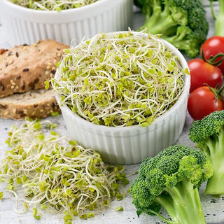BIO Graines à germer - Brocoli-rave - Puissantes propriétés anticancéreuses - Grand sachet - 100 g - Graines Premium
